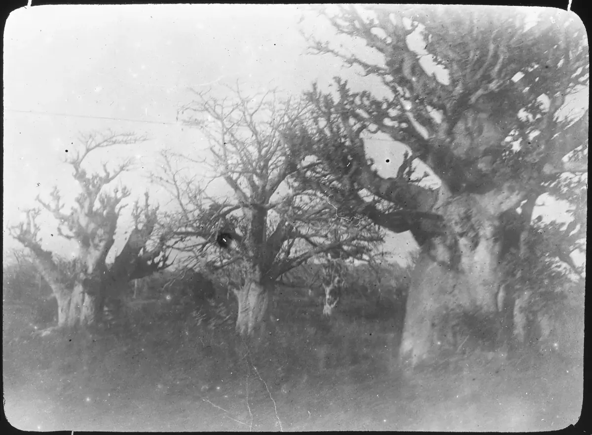 Les baobabs
